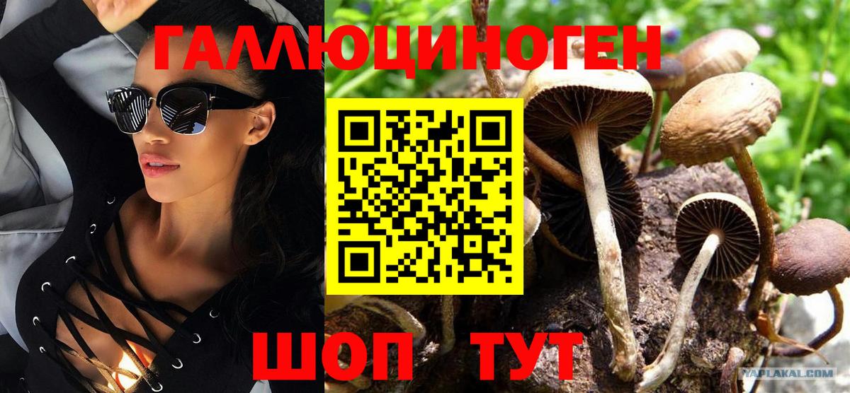 Галлюциногенные грибы Psilocybine cubensis Мурманск